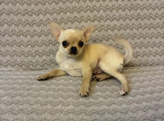 Sevimli Chihuahua Yavrularımız Yeni Yuvalarını Arıyor görsel