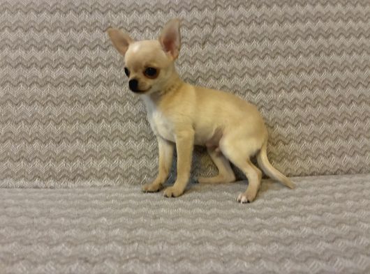Sevimli Chihuahua Yavrularımız Yeni Yuvalarını Arıyor görsel