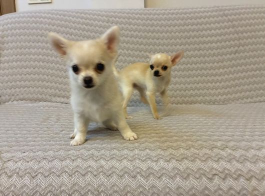 Sevimli Chihuahua Yavrularımız Yeni Yuvalarını Arıyor görsel
