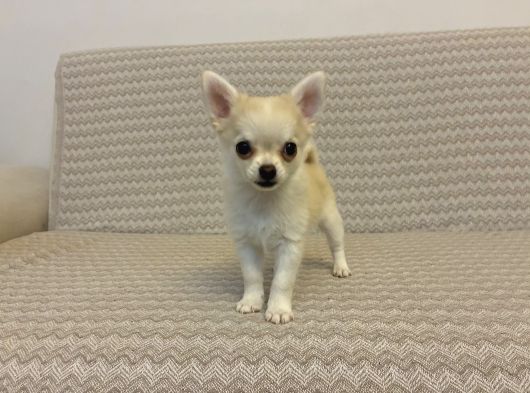 Sevimli Chihuahua Yavrularımız Yeni Yuvalarını Arıyor