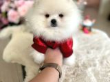 Tam Ayicik Pomerani̇an Boo