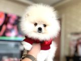 Tam Ayicik Pomerani̇an Boo