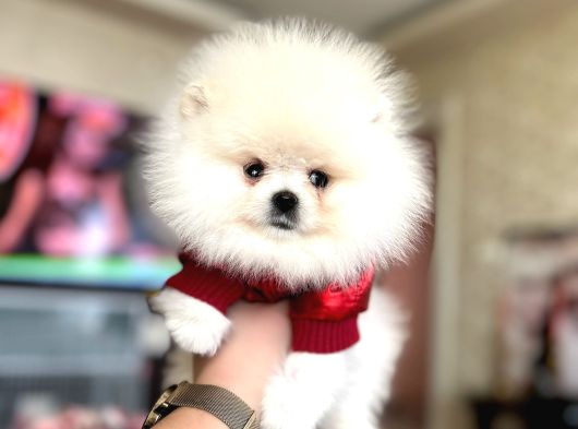 Tam Ayicik Pomerani̇an Boo görsel