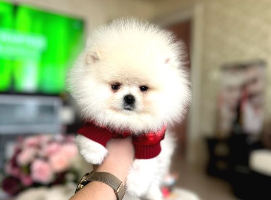 Tam Ayicik Pomerani̇an Boo
