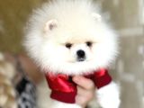 Tam Ayicik Pomerani̇an Boo