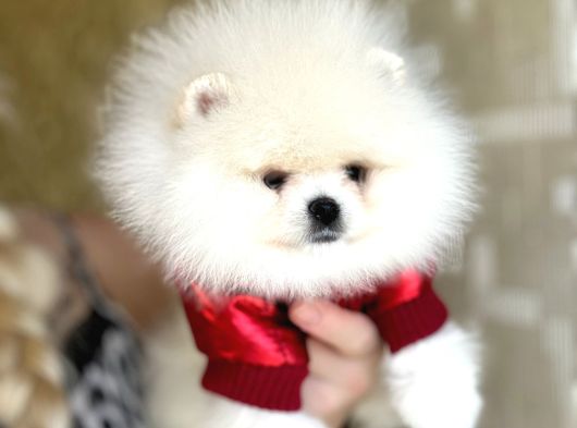 Tam Ayicik Pomerani̇an Boo görsel