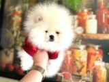 Tam Ayicik Pomerani̇an Boo