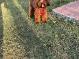 Köpeğimize Dişi  Eş Arıyoruz