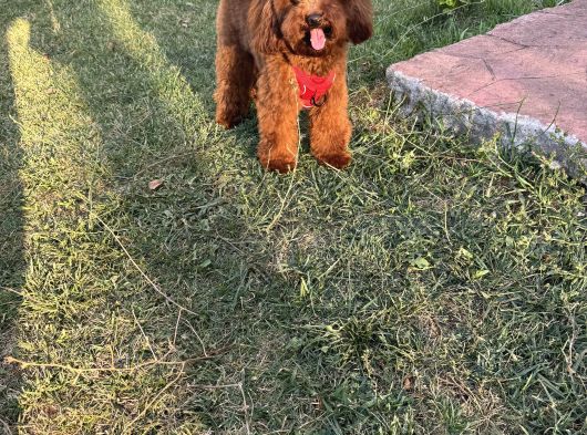Köpeğimize Dişi  Eş Arıyoruz görsel