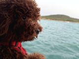 Köpeğimize dişi  eş arıyoruz