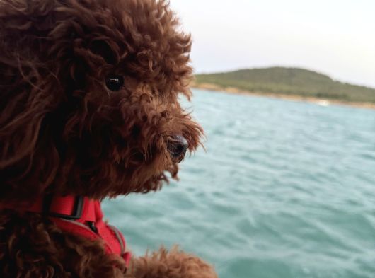 Köpeğimize Dişi  Eş Arıyoruz