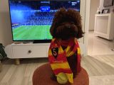 Köpeğimize Dişi  Eş Arıyoruz