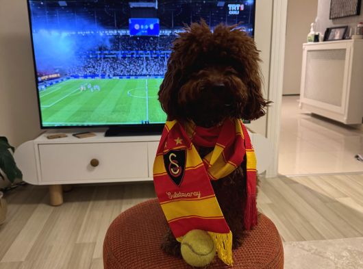 Köpeğimize Dişi  Eş Arıyoruz görsel