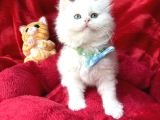 Kaliteli British Longhair Bembeyaz Yavrular