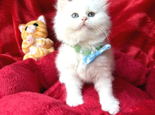Kaliteli British Longhair Bembeyaz Yavrular görsel