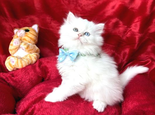 Kaliteli British Longhair Bembeyaz Yavrular görsel