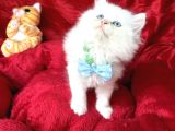 Kaliteli British Longhair Bembeyaz Yavrular