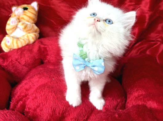 Kaliteli British Longhair Bembeyaz Yavrular görsel