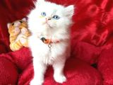 Kaliteli British Longhair Bembeyaz yavrular