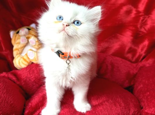 Kaliteli British Longhair Bembeyaz Yavrular