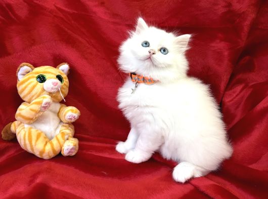 Kaliteli British Longhair Bembeyaz Yavrular görsel