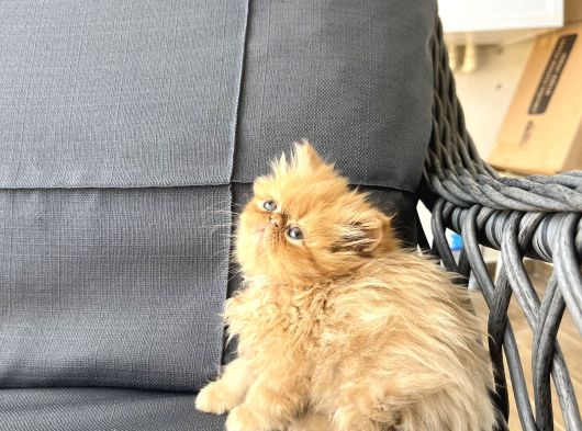İran Persian görsel