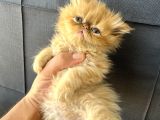 İran persian