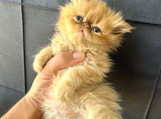 İran Persian