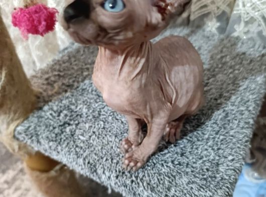 Sfenks Bebekler görsel