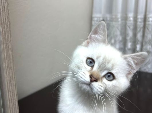British Shorthair Ve Bluepoint Yavrular görsel