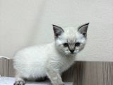 British Shorthair Ve Bluepoint Yavrular