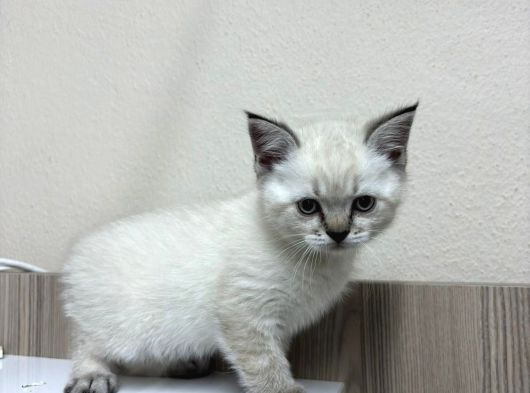 British Shorthair Ve Bluepoint Yavrular görsel