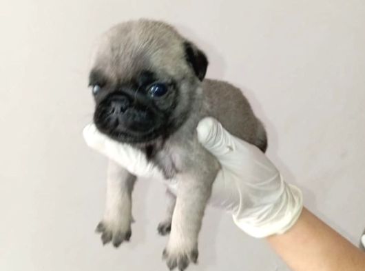 Irk Ve Sağlik Garanti̇  Pug Mops Ylarimiz görsel