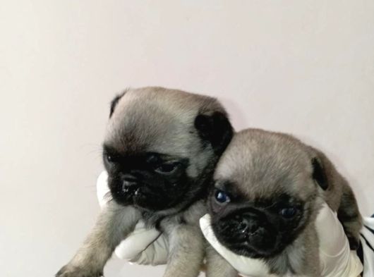 Irk Ve Sağlik Garanti̇  Pug Mops Ylarimiz