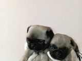 Irk Ve Sağlik Garanti̇  Pug Mops Ylarimiz