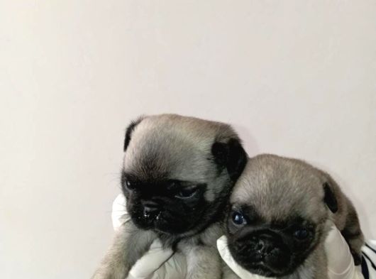 Irk Ve Sağlik Garanti̇  Pug Mops Ylarimiz görsel