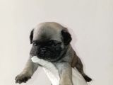 Irk Ve Sağlik Garanti̇  Pug Mops Ylarimiz