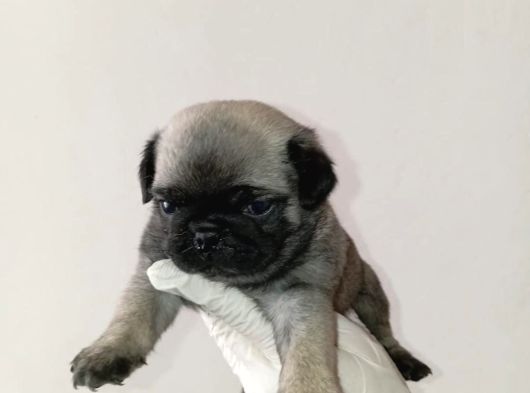 Irk Ve Sağlik Garanti̇  Pug Mops Ylarimiz görsel