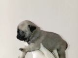Irk Ve Sağlik Garanti̇  Pug Mops Ylarimiz