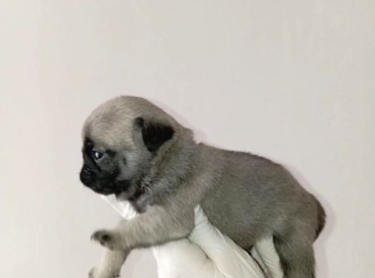 Irk Ve Sağlik Garanti̇  Pug Mops Ylarimiz görsel