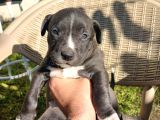 Orjinal Pitbul Yavruları
