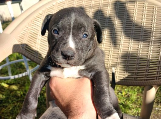 Orjinal Pitbul Yavruları görsel