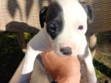 Orjinal Pitbul Yavruları