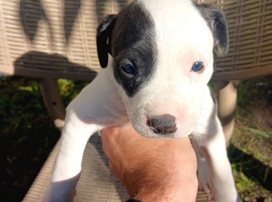 Orjinal Pitbul Yavruları görsel