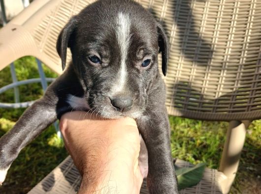 Orjinal Pitbul Yavruları görsel