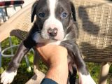 Orjinal Pitbul yavruları