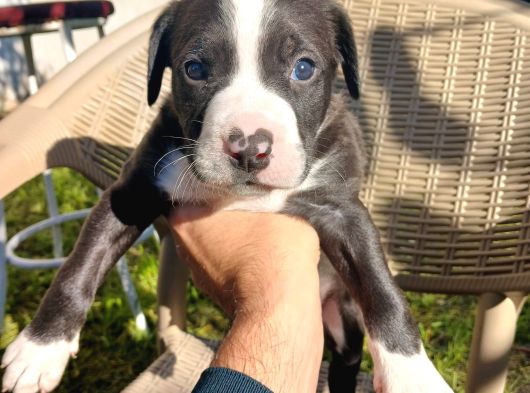 Orjinal Pitbul Yavruları