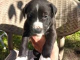 Orjinal Pitbul Yavruları