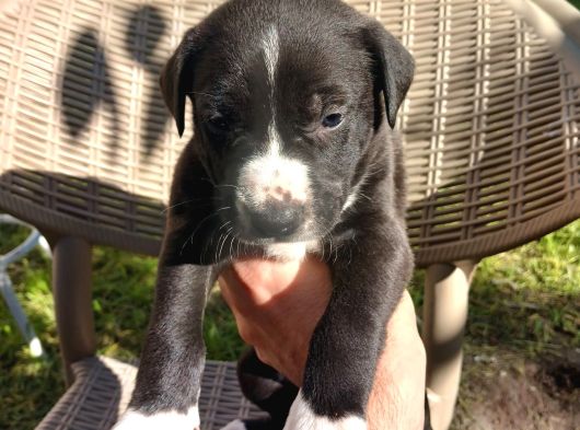 Orjinal Pitbul Yavruları görsel