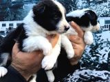 Safkan Bordercolli̇e Yavrularimi